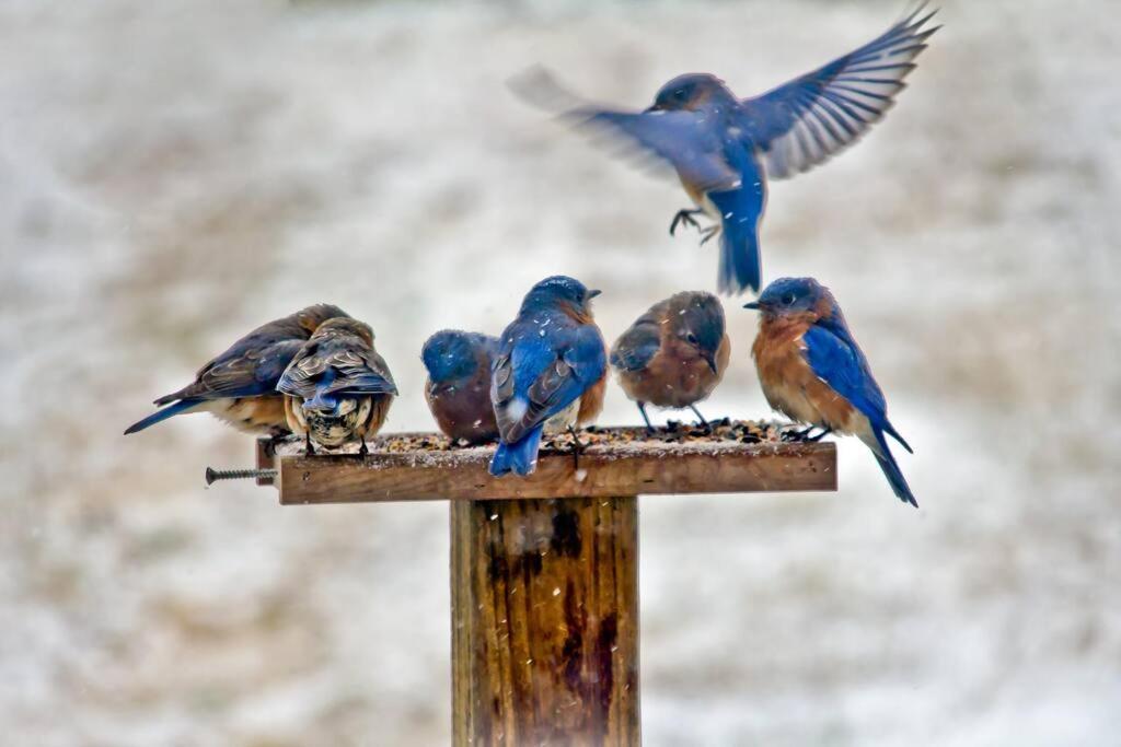 Bluebirds Nest 10 Min To Avl Biltmore Hot Tub Cont Bkfst Sparkling Water Asheville Zewnętrze zdjęcie